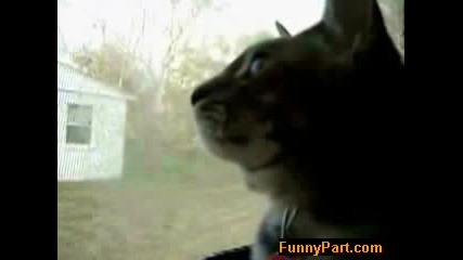 Лаеща Котка