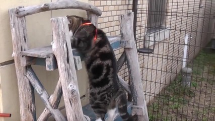 maru_climbs_the_shelf.-