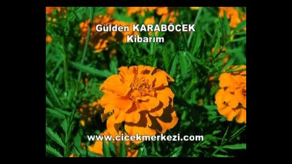 Gulden Karabocek -