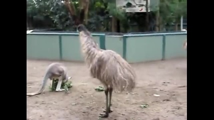 Смело кенгуру боксьор опитва да открадне храната на птица ему.