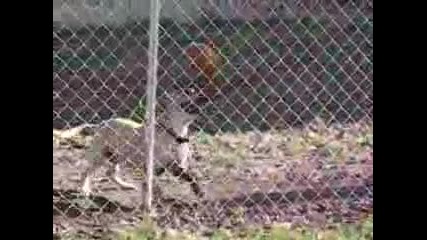 Невероятно куче