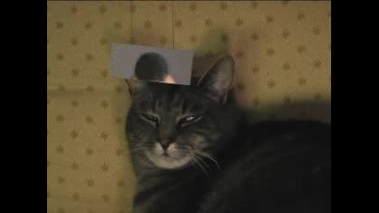 Hugo the cat of 1000 Faces 