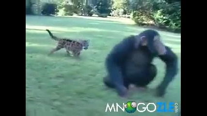 Маймуна и сладко леопартче