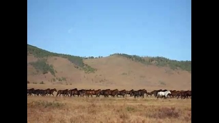 Mongolian horses 
