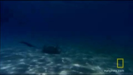 Deadly Stone Fish