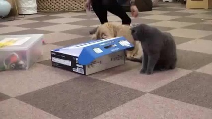 Коте затиска приятелчето си в картонена кутия! Смях