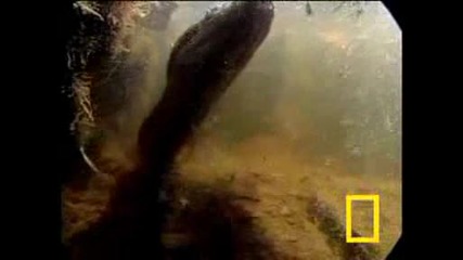 National Geographic - Анаконда vs. Бозайник