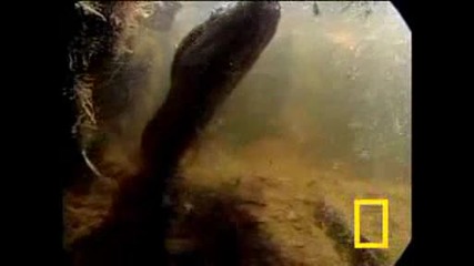 National Geographic - Анаконда vs. Бозайник