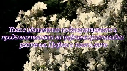 Азалия - рододендрон