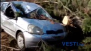 Паднали дървета и клони върху колите по софийските улици