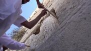 Стената на плача в Йерусалим бе почистена от молитвени бележки (ВИДЕО)