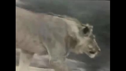 Christian the lion
