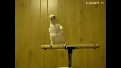 Танцуващият папагал