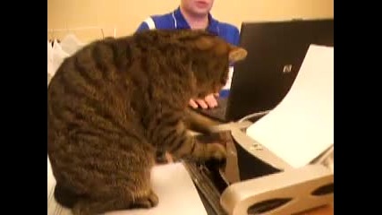 котка работи с принтер смях