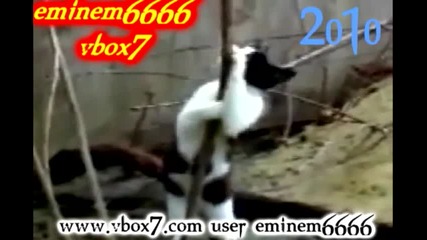 Това Ще Ви Разбие - Котка Стриптизьор 