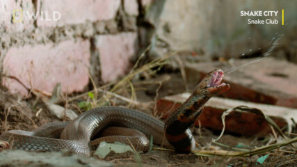 Плюеща кобра | Месец на змията | NG Wild Bulgaria