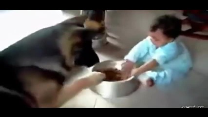 Най-забавната немска овчарка на земята!!!