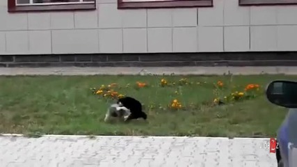 Котка срещу куче - смях