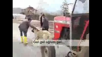 Ogromni Kangali 