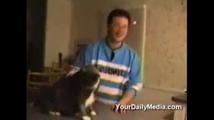 Говорещи котки