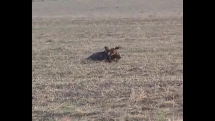 Golden Eagle vs. Deer 