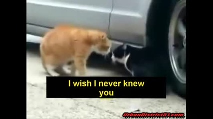 Cats verry Funny 