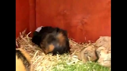 3 day old baby guinea pigs eating grass 