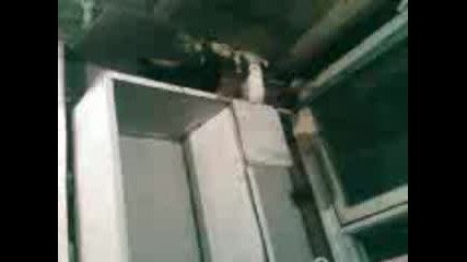 Vid001.3gp