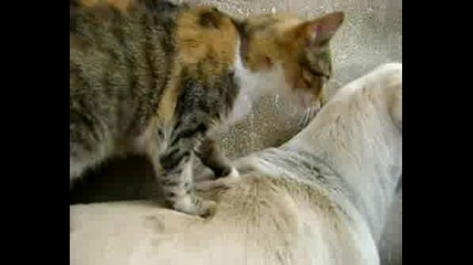 Mov00359.avi