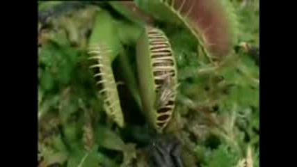 Flytrap