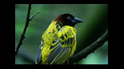 Ventures - Yellow Bird