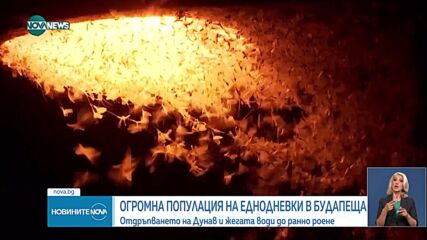 Мушици еднодневки засипват Будапеща