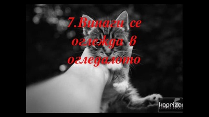 10 Неща,които прави една котка