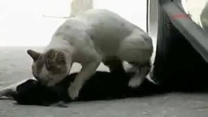 Котка губи любовта на живота си, и се опитва да я спаси 