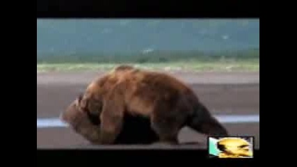 Best Bear Fight On Video