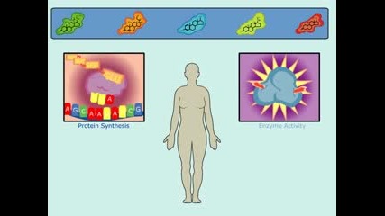The Estrogen Receptor And Hormonal -