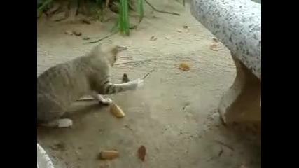 Котка И Гущер