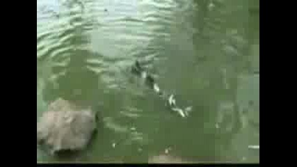 Костенурка изяжда птица