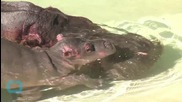 Adorable Baby Hippo’s Pool Party (Everyone's Invited for Photos!)