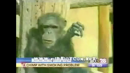 Пушещо Шимпанзе!