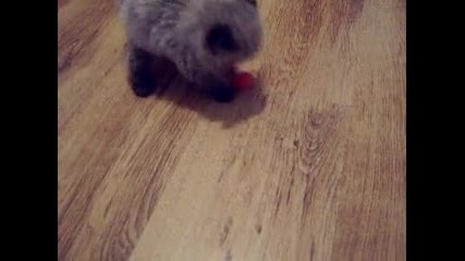 Каспър играе