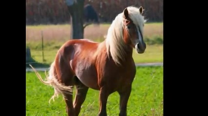 Haflinger Horses