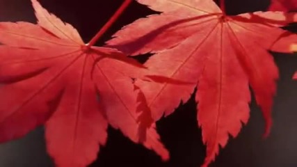 Eva Cassidy - Autumn Leaves