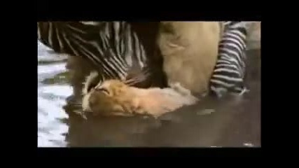 лъв срещу забра