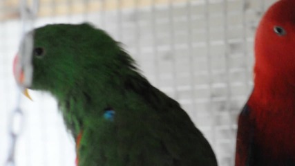 koko