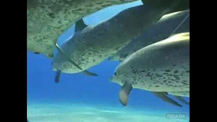 Делфини Си Играят Около Яхта В Тихият Океан 
