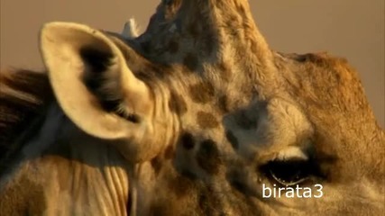 Бой между жирафи в пустинята Калахари.