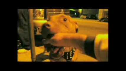 !!! парче на Pitbull Feat. Pharrell - Blanco
