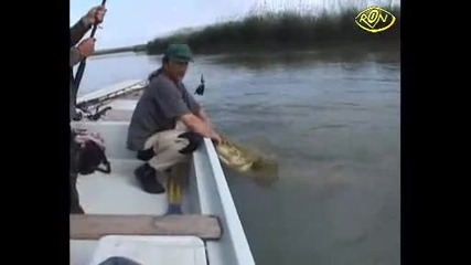 Риболов на речен гигант 
