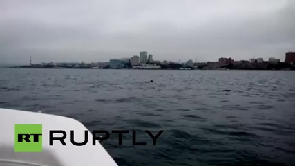 Russia: This crazy deer just SWAM to Vladivostok!
